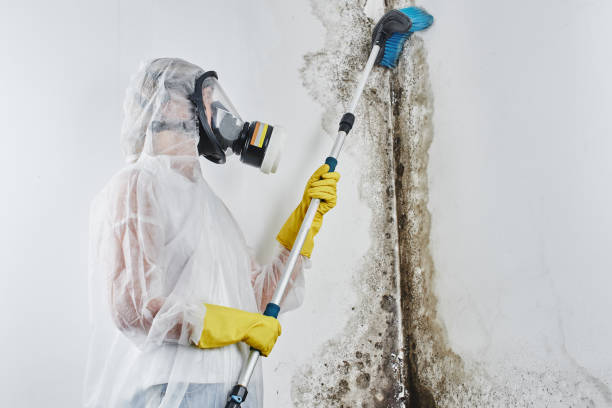 Best Mold Cleaning Services  in Honokaa, HI