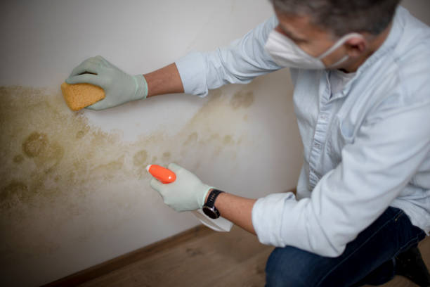 Professional Mold Removal in Honokaa, HI