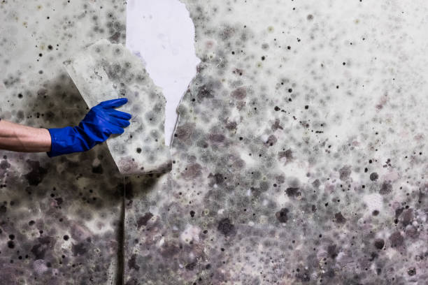 Best Black Mold Removal  in Honokaa, HI